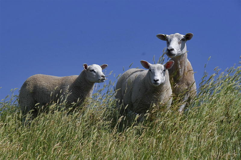 Tiere Holland 6 - 2013 _SAM_1820 als Smart-Objekt-1 Kopie.jpg - Da das Wetter sehr gut war und wir wahrscheinlich keinen schöneren Stellplatz finden werden, entschlossen wir uns ein paar Tage hier zu bleiben und die Gegend zu erkunden